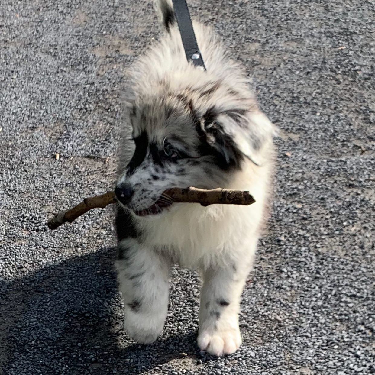 Jake - Australian Shepherd Puppy
